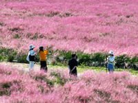 Tourists play in Pink Muhlygrass in Nanjing, China, on October 2, 2024. (