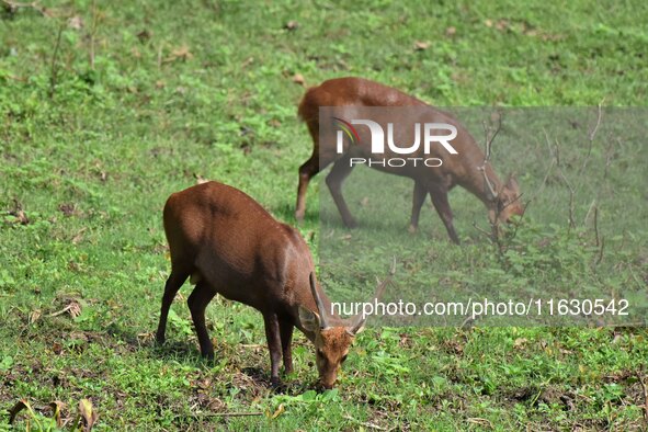 Deer graze inside Burapahar Range of Kaziranga National Park in Nagaon district in the northeastern state of Assam, India, on October 2, 202...