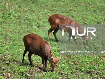 Deer graze inside Burapahar Range of Kaziranga National Park in Nagaon district in the northeastern state of Assam, India, on October 2, 202...