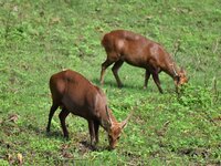 Deer graze inside Burapahar Range of Kaziranga National Park in Nagaon district in the northeastern state of Assam, India, on October 2, 202...