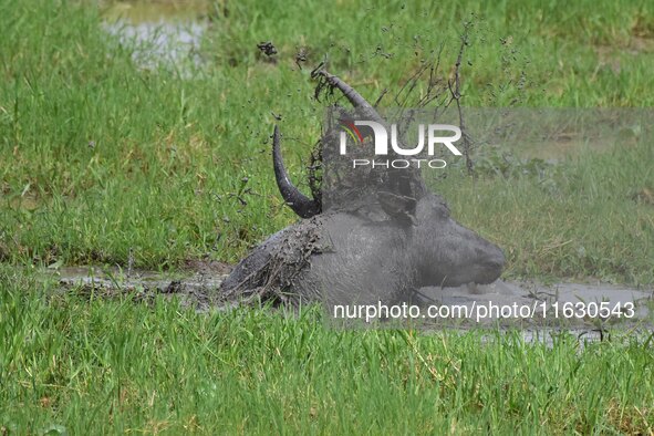 An Asiatic Water Buffalo is photographed in the Burapahar range of Kaziranga National Park in Nagaon District of Assam, India, on October 2,...