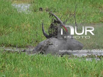 An Asiatic Water Buffalo is photographed in the Burapahar range of Kaziranga National Park in Nagaon District of Assam, India, on October 2,...