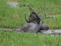 An Asiatic Water Buffalo is photographed in the Burapahar range of Kaziranga National Park in Nagaon District of Assam, India, on October 2,...