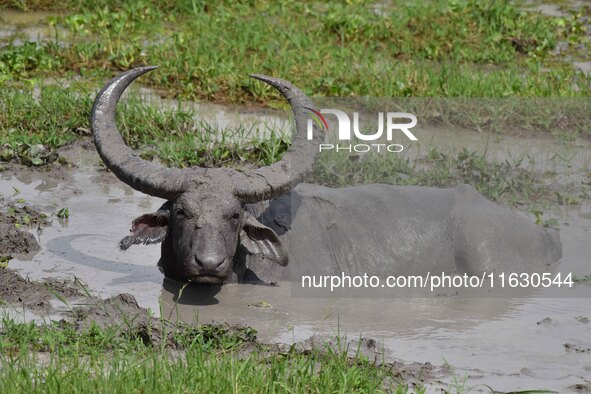 An Asiatic Water Buffalo is photographed in the Burapahar range of Kaziranga National Park in Nagaon District of Assam, India, on October 2,...