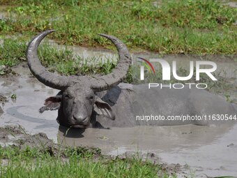 An Asiatic Water Buffalo is photographed in the Burapahar range of Kaziranga National Park in Nagaon District of Assam, India, on October 2,...