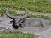 An Asiatic Water Buffalo is photographed in the Burapahar range of Kaziranga National Park in Nagaon District of Assam, India, on October 2,...