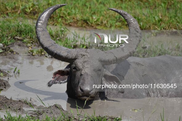 An Asiatic Water Buffalo is photographed in the Burapahar range of Kaziranga National Park in Nagaon District of Assam, India, on October 2,...