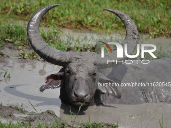 An Asiatic Water Buffalo is photographed in the Burapahar range of Kaziranga National Park in Nagaon District of Assam, India, on October 2,...