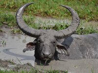 An Asiatic Water Buffalo is photographed in the Burapahar range of Kaziranga National Park in Nagaon District of Assam, India, on October 2,...