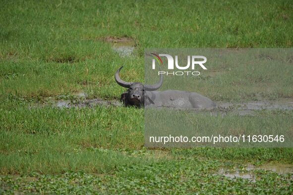 An Asiatic Water Buffalo is photographed in the Burapahar range of Kaziranga National Park in Nagaon District of Assam, India, on October 2,...