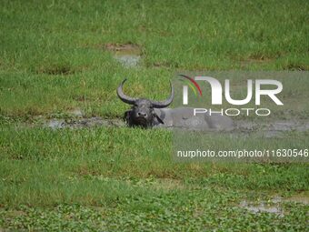 An Asiatic Water Buffalo is photographed in the Burapahar range of Kaziranga National Park in Nagaon District of Assam, India, on October 2,...