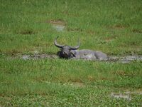 An Asiatic Water Buffalo is photographed in the Burapahar range of Kaziranga National Park in Nagaon District of Assam, India, on October 2,...