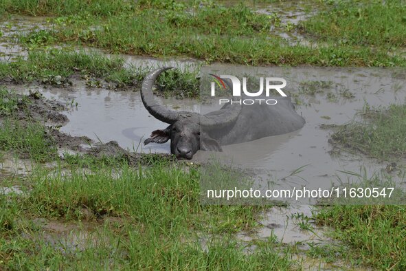 An Asiatic Water Buffalo is photographed in the Burapahar range of Kaziranga National Park in Nagaon District of Assam, India, on October 2,...