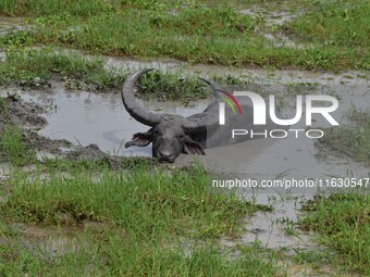 An Asiatic Water Buffalo is photographed in the Burapahar range of Kaziranga National Park in Nagaon District of Assam, India, on October 2,...