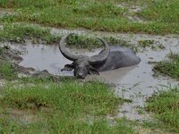 An Asiatic Water Buffalo is photographed in the Burapahar range of Kaziranga National Park in Nagaon District of Assam, India, on October 2,...