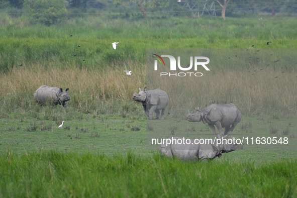 One-horned rhinos graze inside the Burapahar Range of Kaziranga National Park in Nagaon district of Assam, India, on October 2, 2024. The pa...