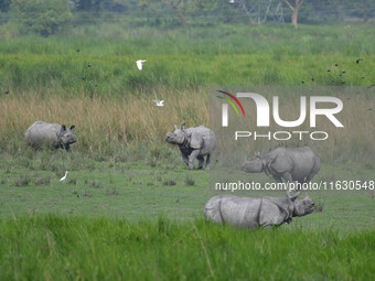 One-horned rhinos graze inside the Burapahar Range of Kaziranga National Park in Nagaon district of Assam, India, on October 2, 2024. The pa...