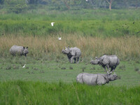 One-horned rhinos graze inside the Burapahar Range of Kaziranga National Park in Nagaon district of Assam, India, on October 2, 2024. The pa...