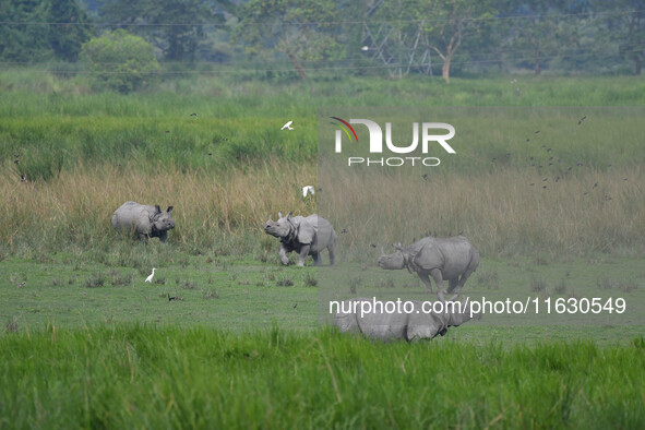 One-horned rhinos graze inside the Burapahar Range of Kaziranga National Park in Nagaon district of Assam, India, on October 2, 2024. The pa...