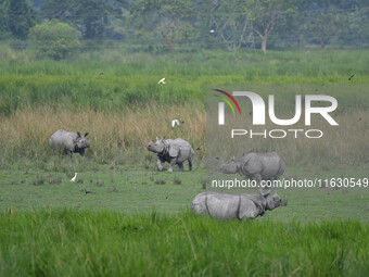 One-horned rhinos graze inside the Burapahar Range of Kaziranga National Park in Nagaon district of Assam, India, on October 2, 2024. The pa...