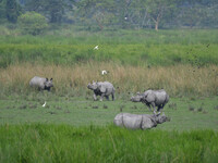 One-horned rhinos graze inside the Burapahar Range of Kaziranga National Park in Nagaon district of Assam, India, on October 2, 2024. The pa...