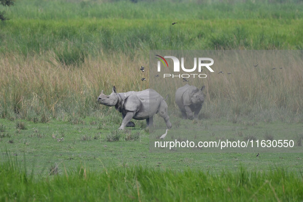 One-horned rhinos graze inside the Burapahar Range of Kaziranga National Park in Nagaon district of Assam, India, on October 2, 2024. The pa...