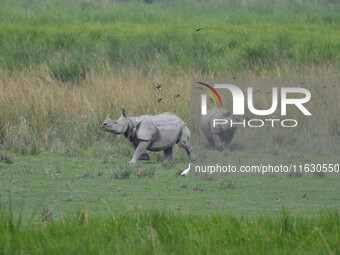 One-horned rhinos graze inside the Burapahar Range of Kaziranga National Park in Nagaon district of Assam, India, on October 2, 2024. The pa...