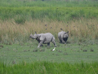 One-horned rhinos graze inside the Burapahar Range of Kaziranga National Park in Nagaon district of Assam, India, on October 2, 2024. The pa...