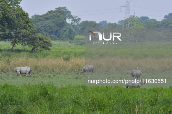 One-horned rhinos graze inside the Burapahar Range of Kaziranga National Park in Nagaon district of Assam, India, on October 2, 2024. The pa...