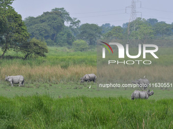 One-horned rhinos graze inside the Burapahar Range of Kaziranga National Park in Nagaon district of Assam, India, on October 2, 2024. The pa...