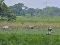 One-horned rhinos graze inside the Burapahar Range of Kaziranga National Park in Nagaon district of Assam, India, on October 2, 2024. The pa...