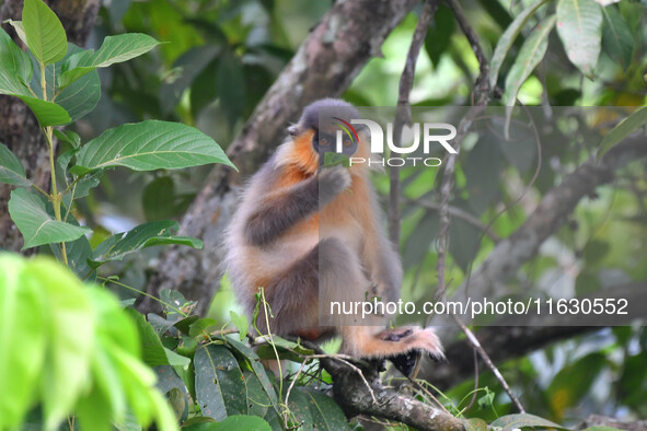 A capped langur (Trachypithecus pileatus) is on a tree at Kaziranga National Park in Nagaon District of Assam, India, on October 2, 2024. Th...