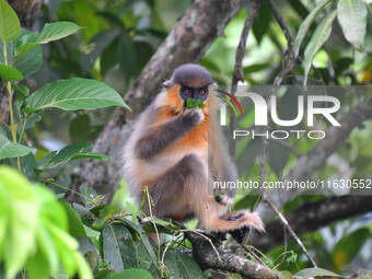 A capped langur (Trachypithecus pileatus) is on a tree at Kaziranga National Park in Nagaon District of Assam, India, on October 2, 2024. Th...