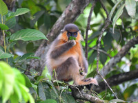 A capped langur (Trachypithecus pileatus) is on a tree at Kaziranga National Park in Nagaon District of Assam, India, on October 2, 2024. Th...