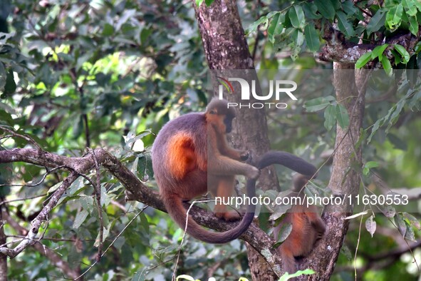 A capped langur (Trachypithecus pileatus) is on a tree at Kaziranga National Park in Nagaon District of Assam, India, on October 2, 2024. Th...