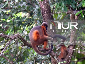 A capped langur (Trachypithecus pileatus) is on a tree at Kaziranga National Park in Nagaon District of Assam, India, on October 2, 2024. Th...