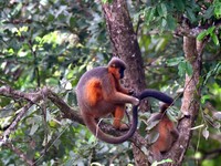 A capped langur (Trachypithecus pileatus) is on a tree at Kaziranga National Park in Nagaon District of Assam, India, on October 2, 2024. Th...