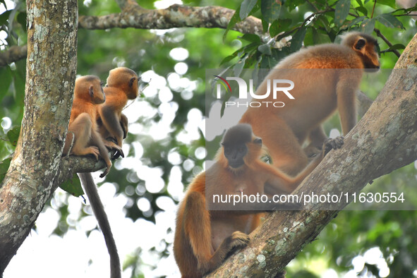 A capped langur (Trachypithecus pileatus) is on a tree at Kaziranga National Park in Nagaon District of Assam, India, on October 2, 2024. Th...