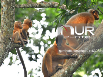 A capped langur (Trachypithecus pileatus) is on a tree at Kaziranga National Park in Nagaon District of Assam, India, on October 2, 2024. Th...