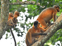 A capped langur (Trachypithecus pileatus) is on a tree at Kaziranga National Park in Nagaon District of Assam, India, on October 2, 2024. Th...