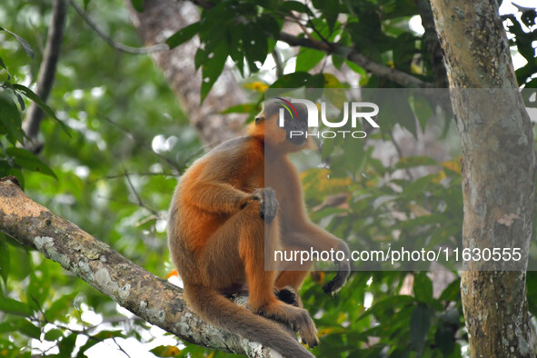 A capped langur (Trachypithecus pileatus) sits on a tree at Kaziranga National Park in Nagaon District, Assam, India, on October 2, 2024. Th...