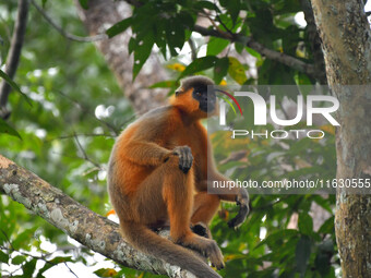 A capped langur (Trachypithecus pileatus) sits on a tree at Kaziranga National Park in Nagaon District, Assam, India, on October 2, 2024. Th...