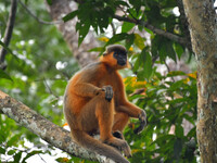 A capped langur (Trachypithecus pileatus) sits on a tree at Kaziranga National Park in Nagaon District, Assam, India, on October 2, 2024. Th...