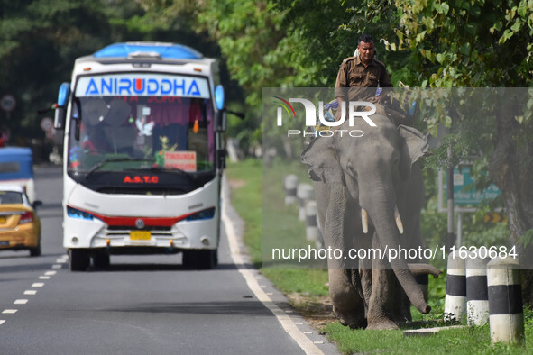 A mahout with their elephant near Kaziranga National Park in Nagaon District of Assam, India, on October 2, 2024. 