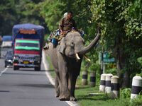 A mahout with their elephant near Kaziranga National Park in Nagaon District of Assam, India, on October 2, 2024. (