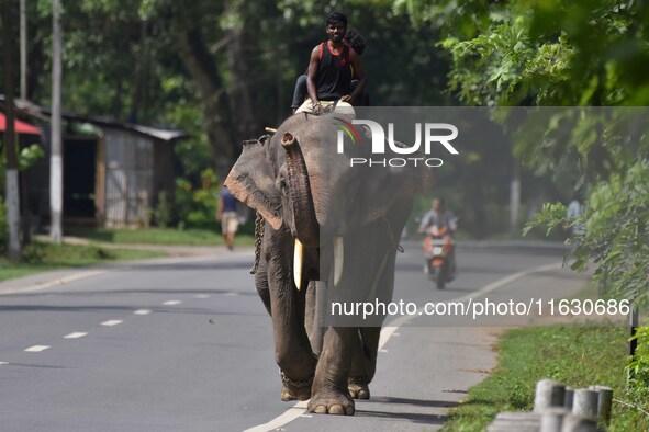 A mahout with their elephant near Kaziranga National Park in Nagaon District of Assam, India, on October 2, 2024. 