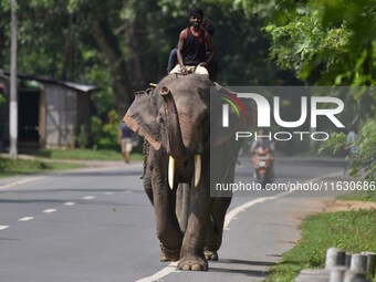 A mahout with their elephant near Kaziranga National Park in Nagaon District of Assam, India, on October 2, 2024. (