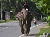 A mahout with their elephant near Kaziranga National Park in Nagaon District of Assam, India, on October 2, 2024. (