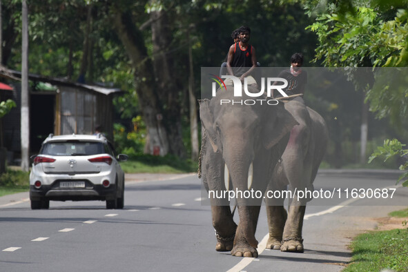 A mahout with their elephant near Kaziranga National Park in Nagaon District of Assam, India, on October 2, 2024. 