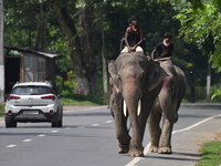 A mahout with their elephant near Kaziranga National Park in Nagaon District of Assam, India, on October 2, 2024. (